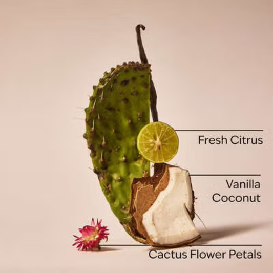 Bath & Body Works Dryer Sheets - Cactus Blossom